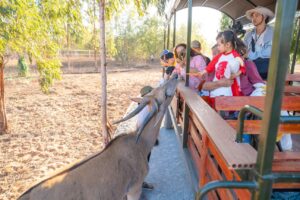 Khám phá động vật hoang dã tại Safari Mũi Né