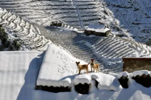 Snowy-winter-in-Sapa-10