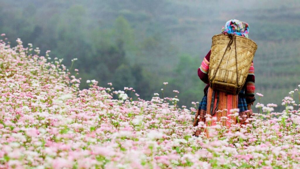 sapa blooming season 1 Vietadvisor