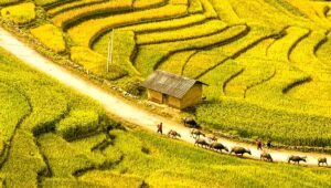 sapa-in-autumn