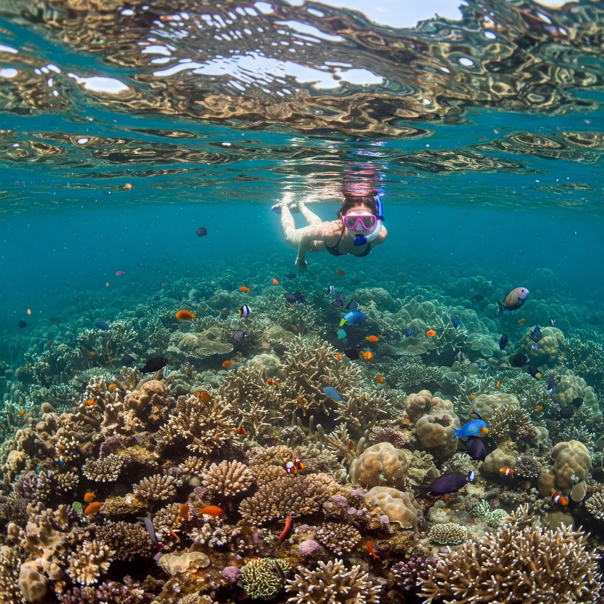 Snorkeler exploring coral and fish, an underwater thing to do in Ha Long Bay