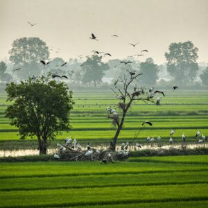 Bang Lang Stork Sanctuary