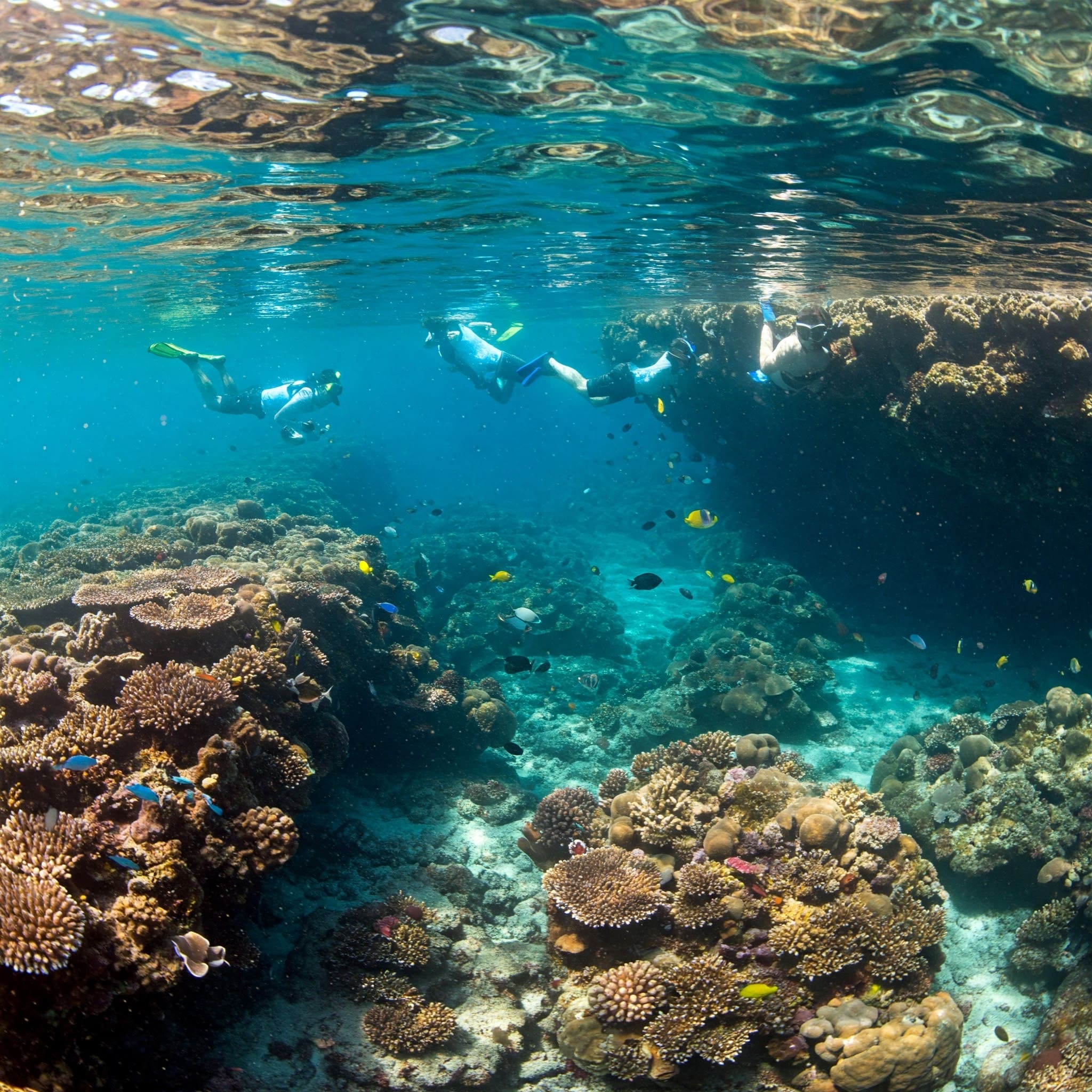 Free-divers love the dramatic depths of Half-Moon Reef&rsquo;s underwater world.