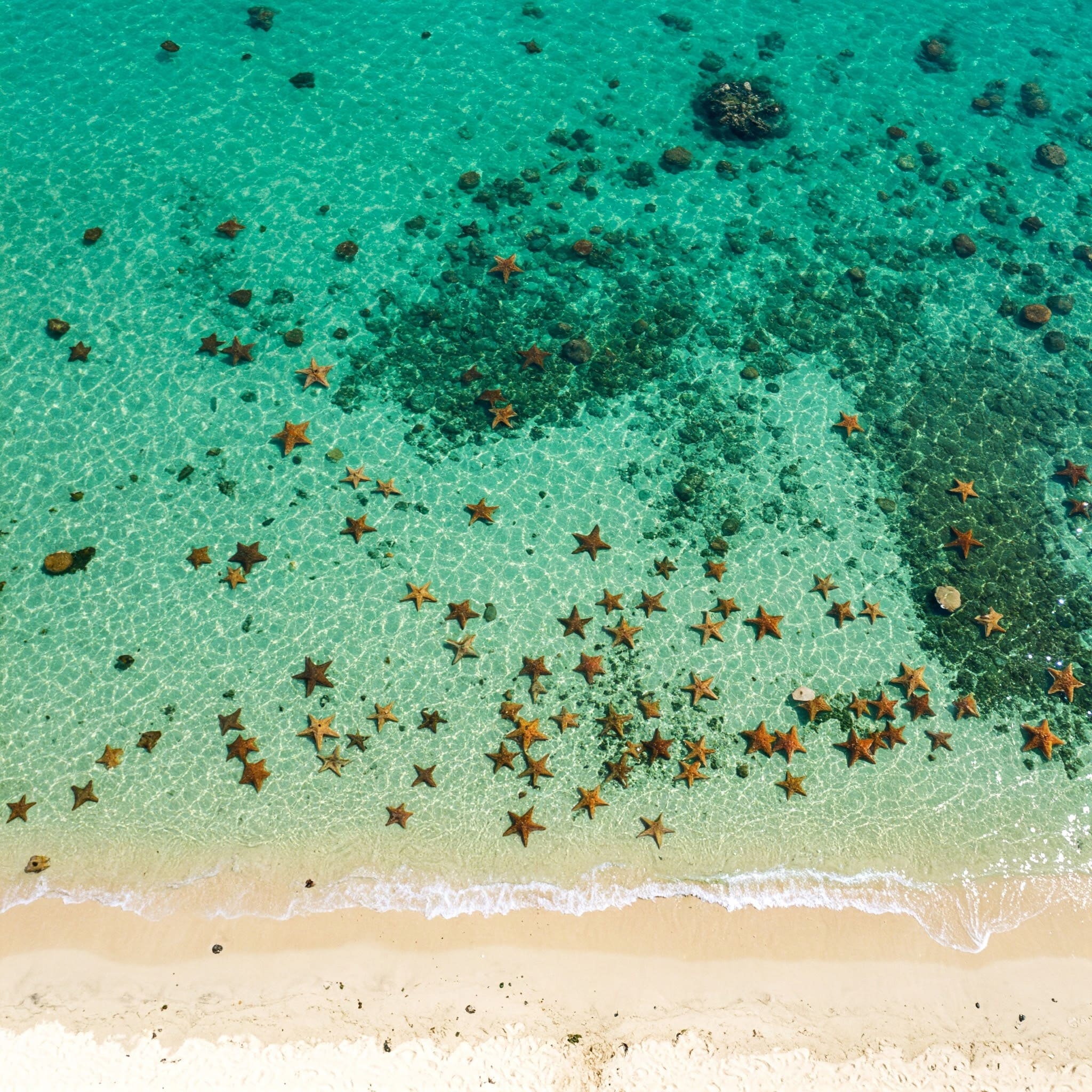 Starfish in shallow waters at Starfish Beach, one of the best snorkeling spots in Phu Quoc for beginners.