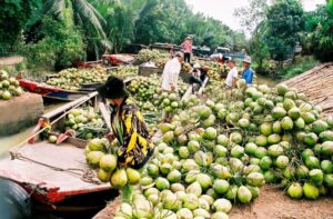 Ben tre land of Coconut