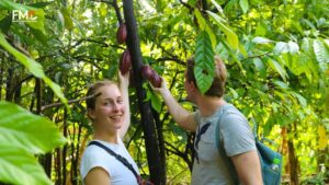 Cocoa farm