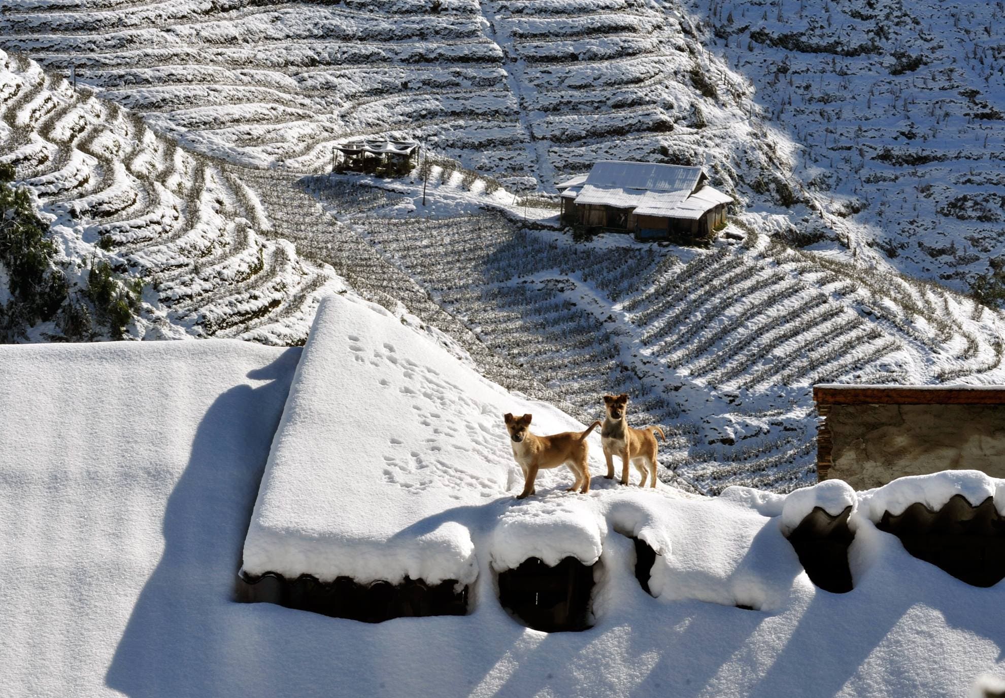 Snowy in Ha Giang Vietadvisor