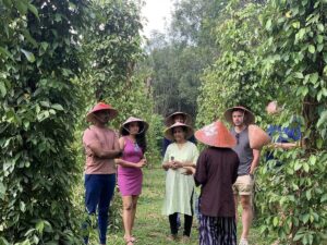 Phu Quoc Pepper Farms