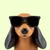 ambitiousdachshund5283 avt Vietadvisor