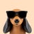 sinceredachshund6587 avt Vietadvisor