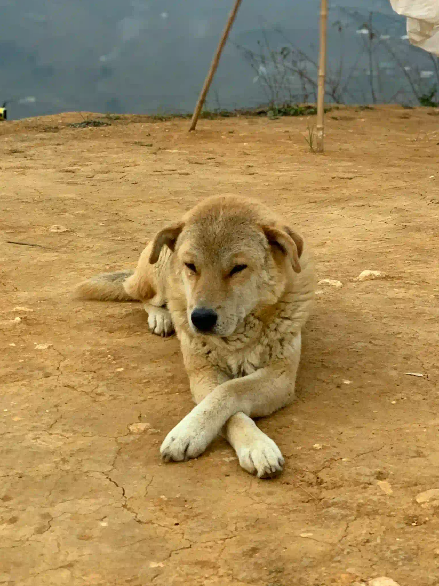 흐몽족 가족과 저녁 요리하는 진짜 사파 홈스테이 4곳 94 동물 알람 시계 문제