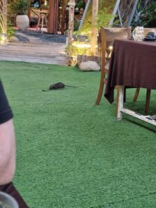 img_49998_1