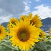 silviaraggi avt Vietadvisor