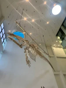 Hiding in the Quang Ninh Museum 7