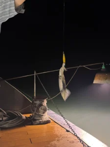 The truth about night squid fishing