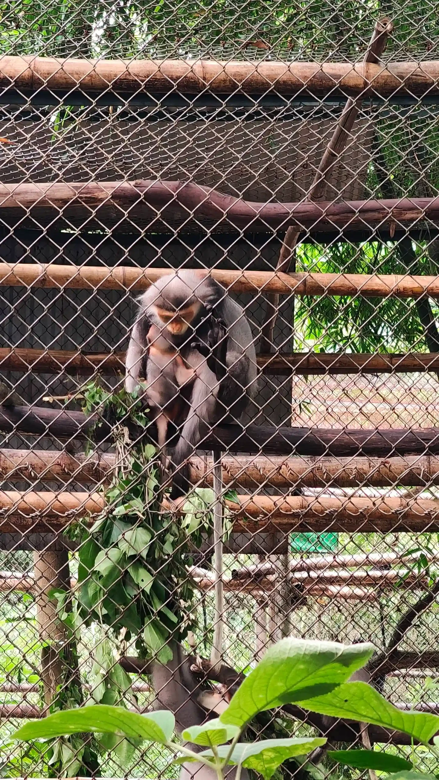 Ranking of things to do in Ninh Binh that worth your time 84 The Endangered Primate Rescue Center Cuc Phuong National Park 2 scaled Vietadvisor