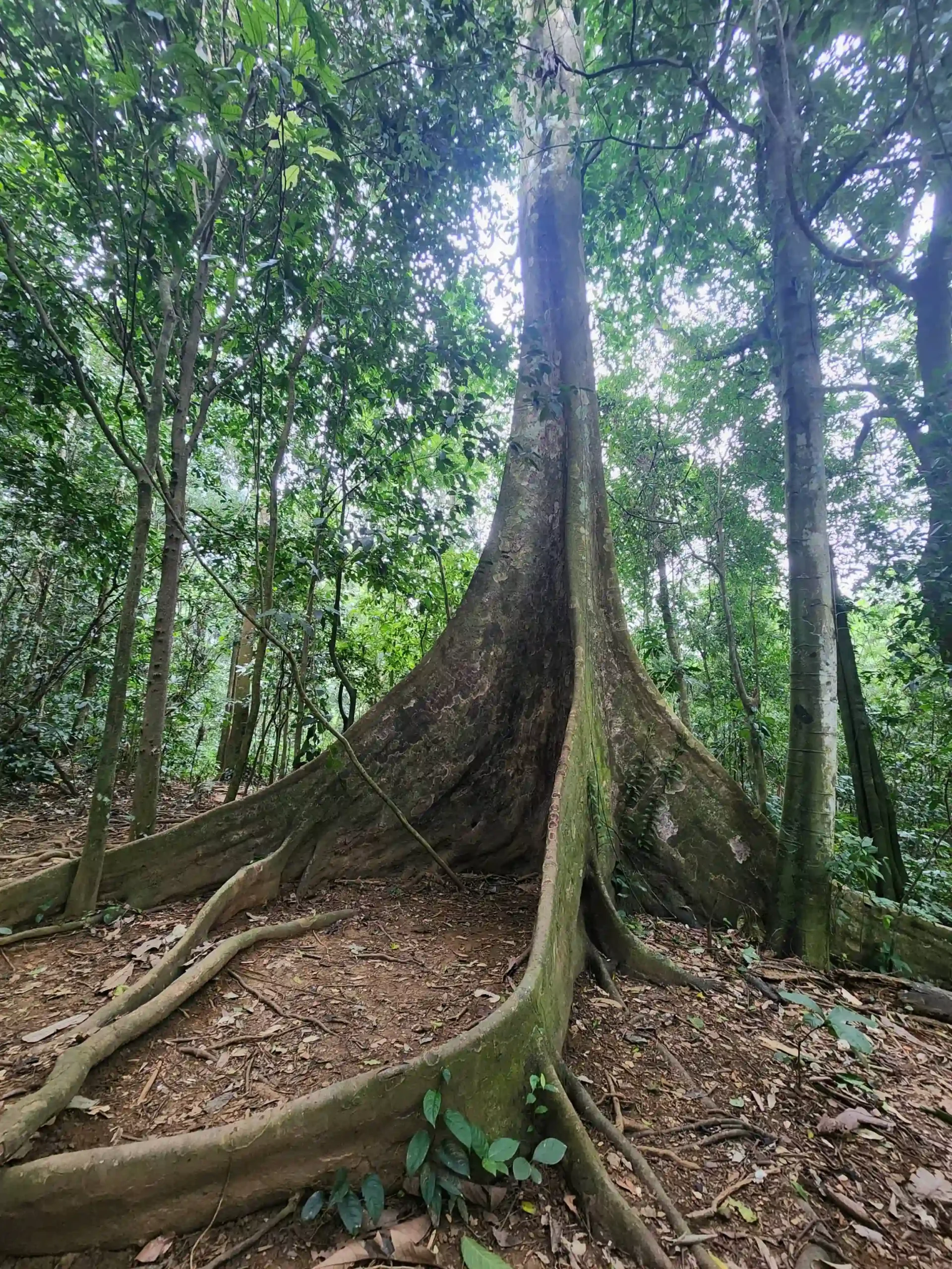 Ranking of things to do in Ninh Binh that worth your time 88 The Endangered Primate Rescue Center Cuc Phuong National Park 4 scaled Vietadvisor
