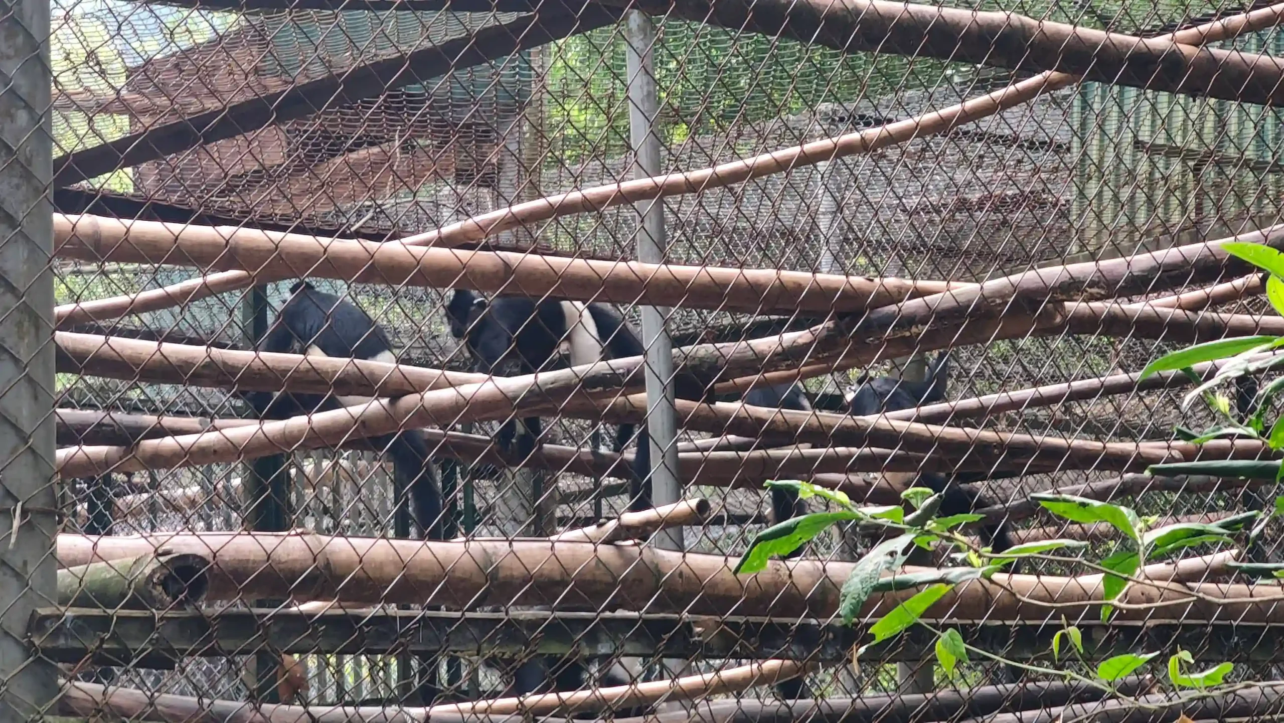 Ranking of things to do in Ninh Binh that worth your time 85 The Endangered Primate Rescue Center Cuc Phuong National Park scaled Vietadvisor