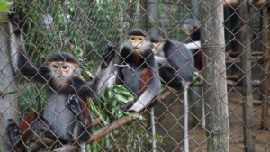 The Endangered Primate Rescue Center in cuc phuong 9