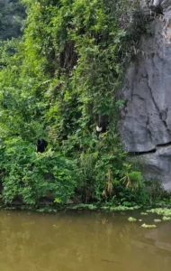 Van Long Nature Reserve 6