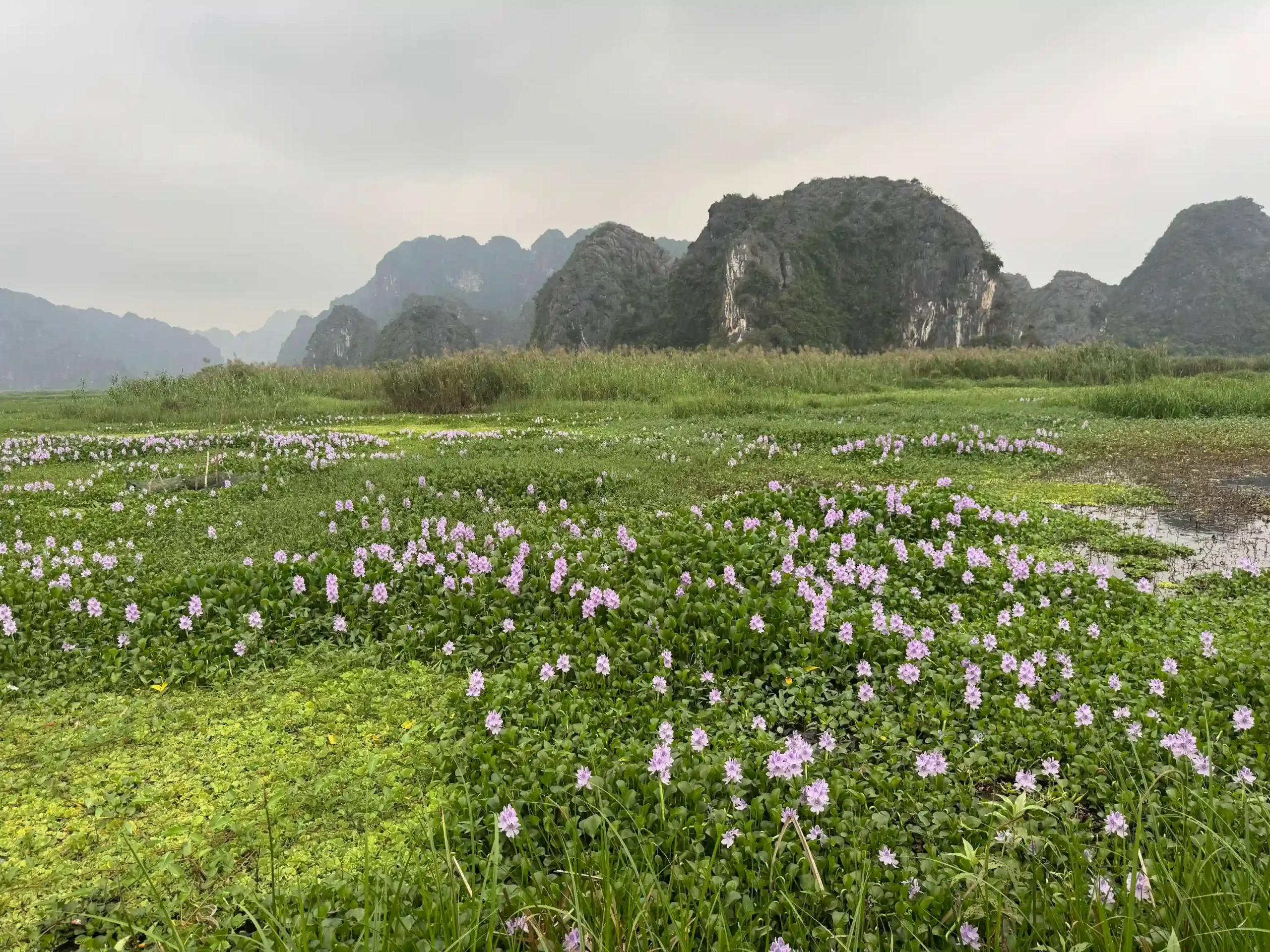 Ranking of things to do in Ninh Binh that worth your time 70 Van Long Nature Reserve 7 scaled Vietadvisor