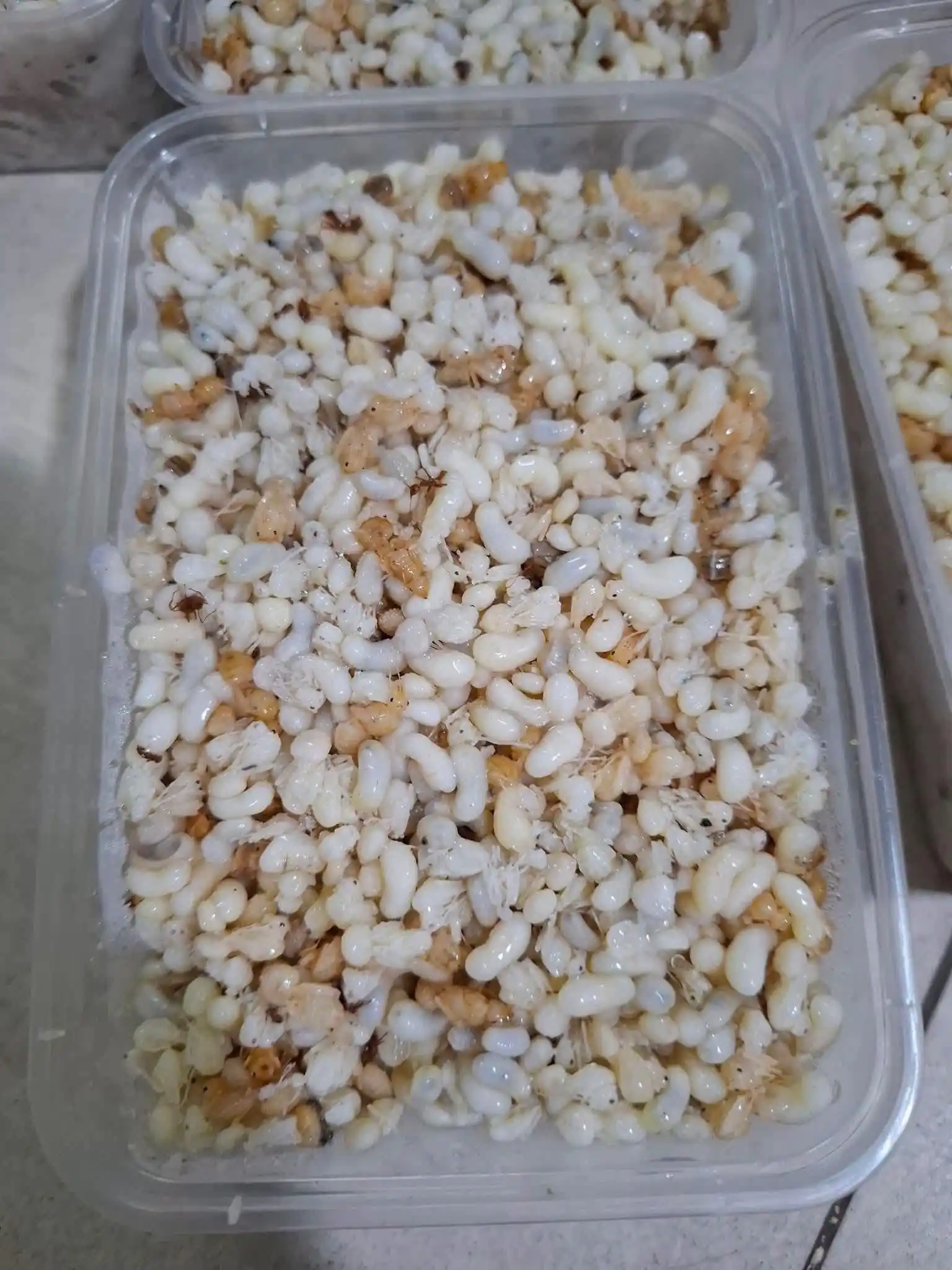 Ninh Binh food guide: What to eat and where to find it 49 Xoi trung kien sticky rice with ant eggs 3 Vietadvisor