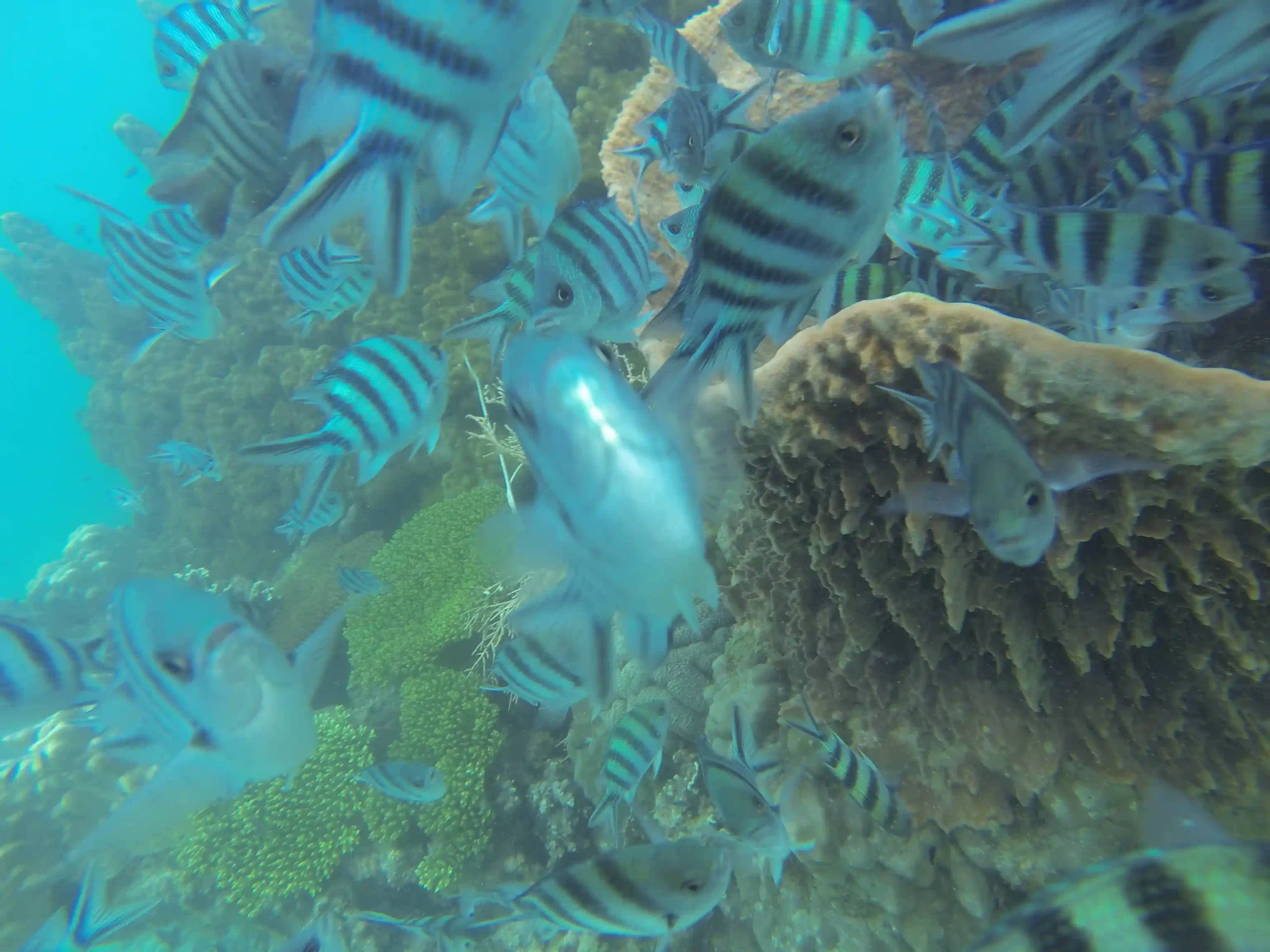 VIP Phu Quoc snorkeling tour review by an expat (4-Islands) 5 VIP Phu Quoc snorkeling tour