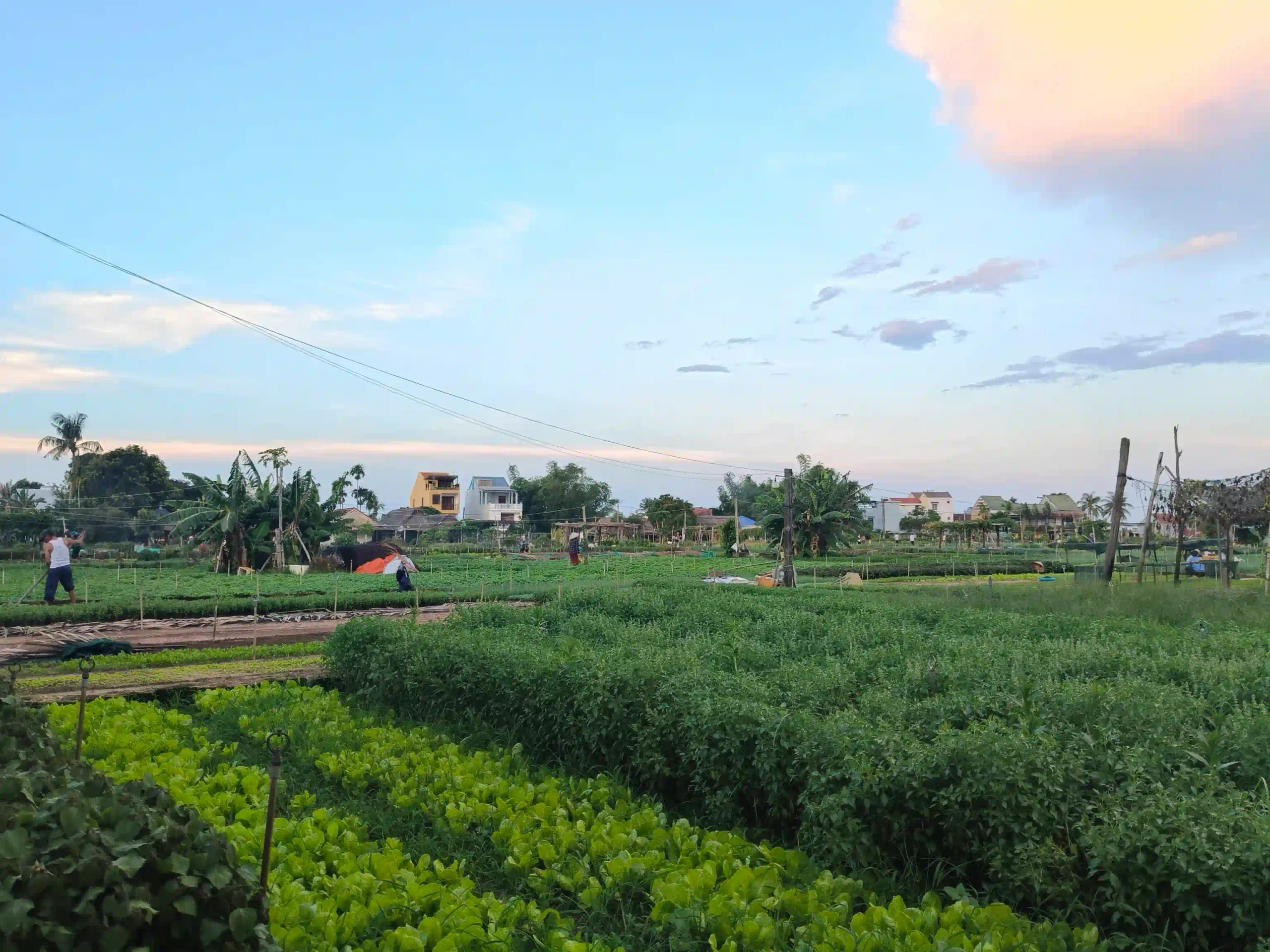 How I built the perfect 3 days in Hoi An (expat guide 2026) 38 Cycle Out to Tra Que and the Rice Paddies 3 scaled Vietadvisor