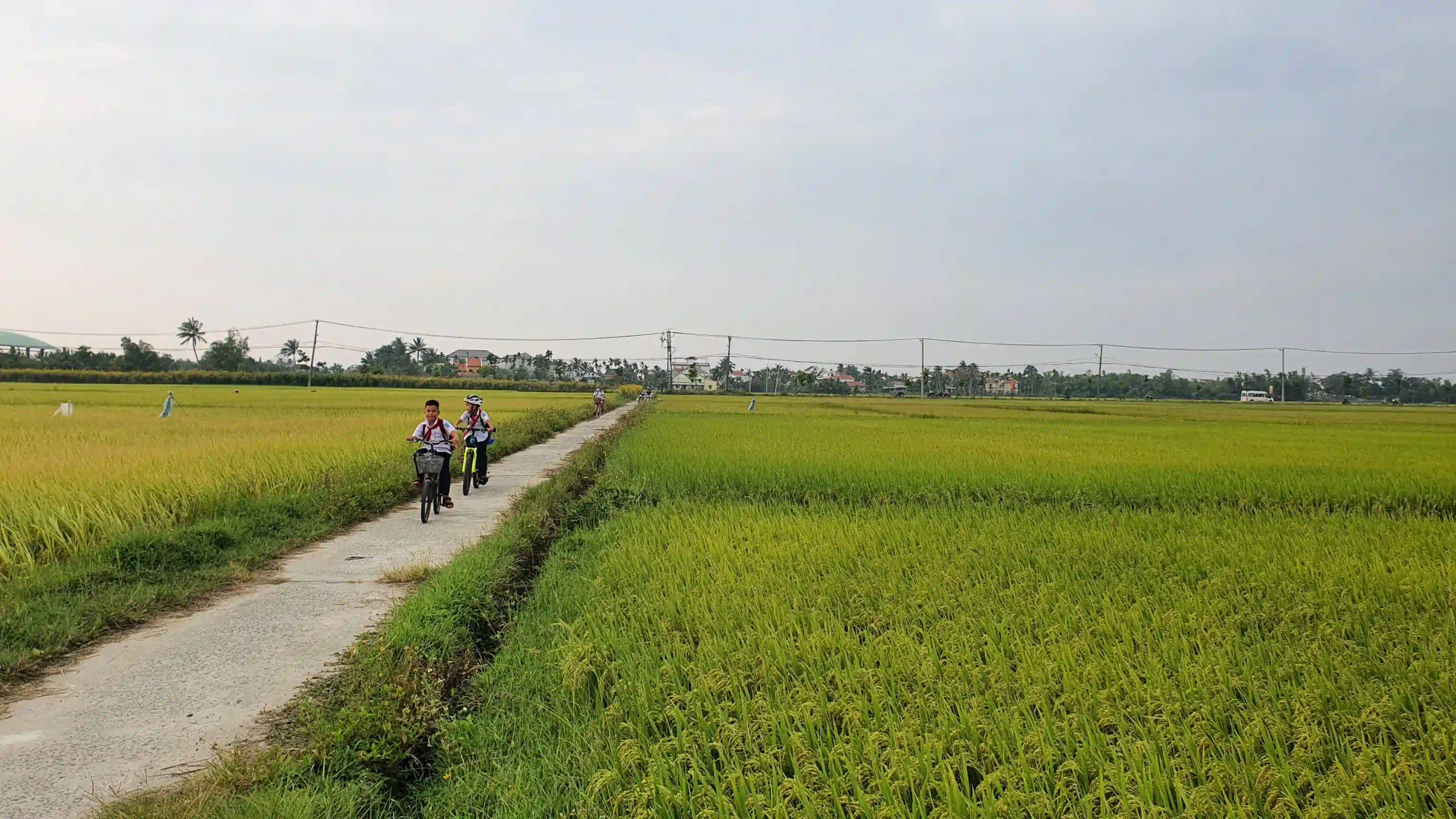 How many days in Hoi An is ideal for first timers? 7 Cycle Out to Tra Que and the Rice Paddies 5 scaled Vietadvisor