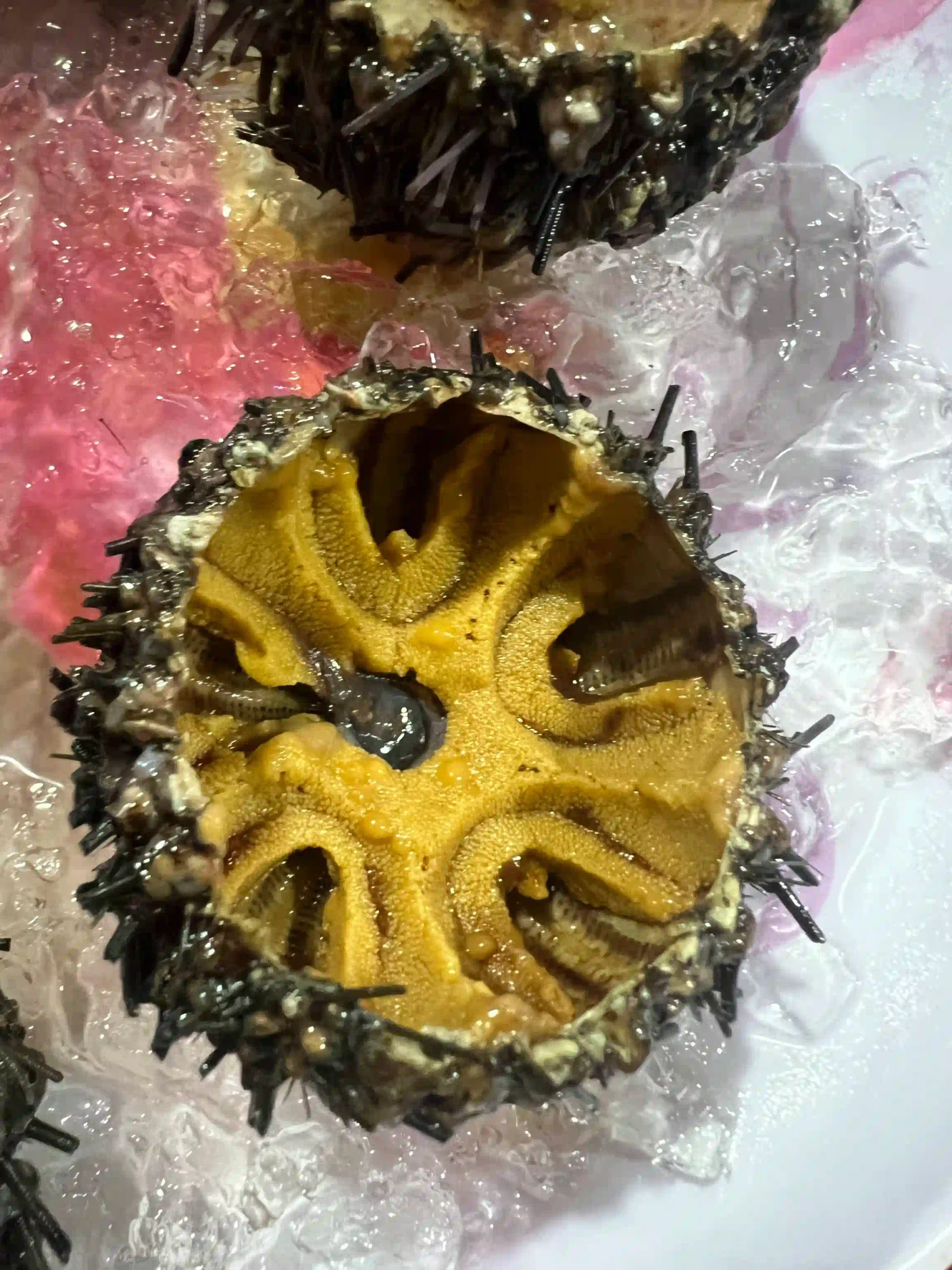 Phu Quoc food guide: Eat like a local (with prices & spots) 23 Grilled Sea Urchin the Best Value Thing to Eat in Phu Quoc 3 scaled Vietadvisor