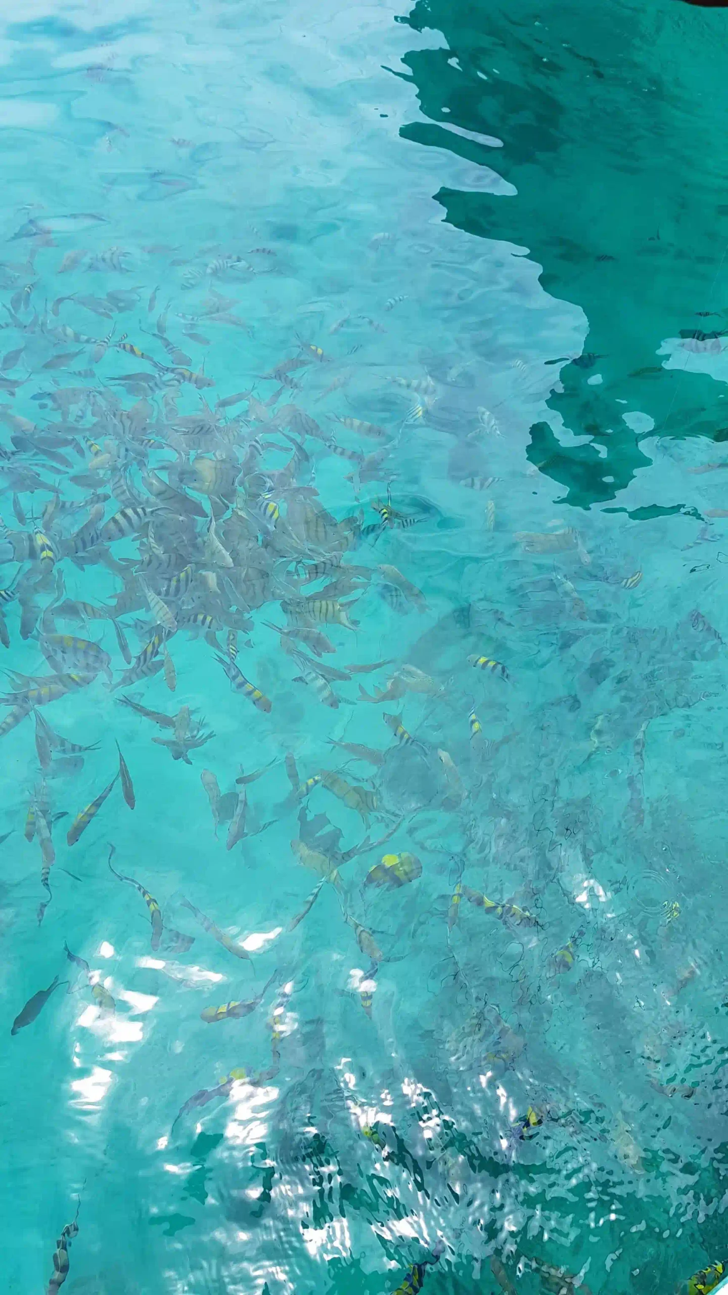 VIP Phu Quoc snorkeling tour review by an expat (4-Islands) 14 Hon Gam Ghi The Snorkeling Stop 3 scaled Vietadvisor