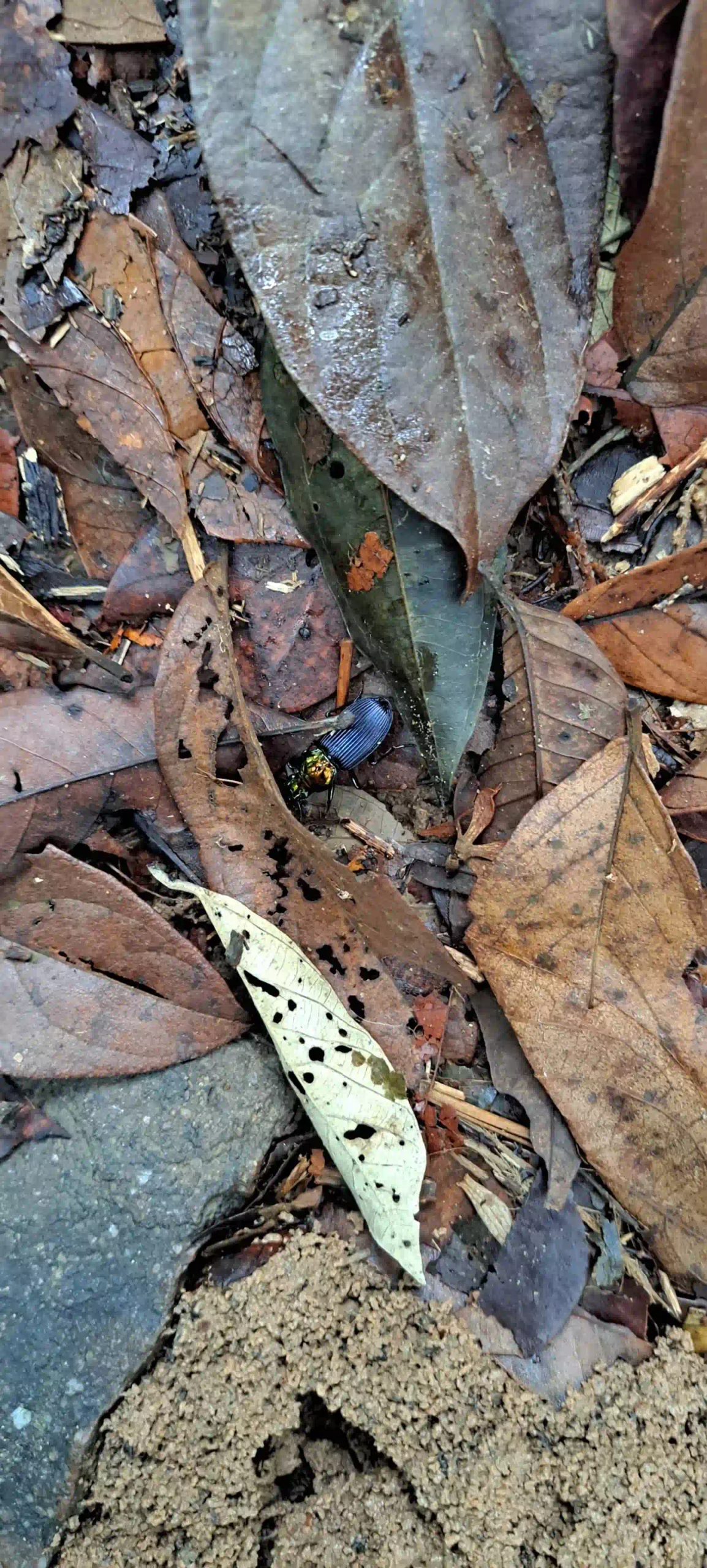 Inside Phu Quoc National Park trekking tour: Is it worth it? 35 Leeches Snakes and What Youll Actually See in phu quoc national park 2 scaled Vietadvisor