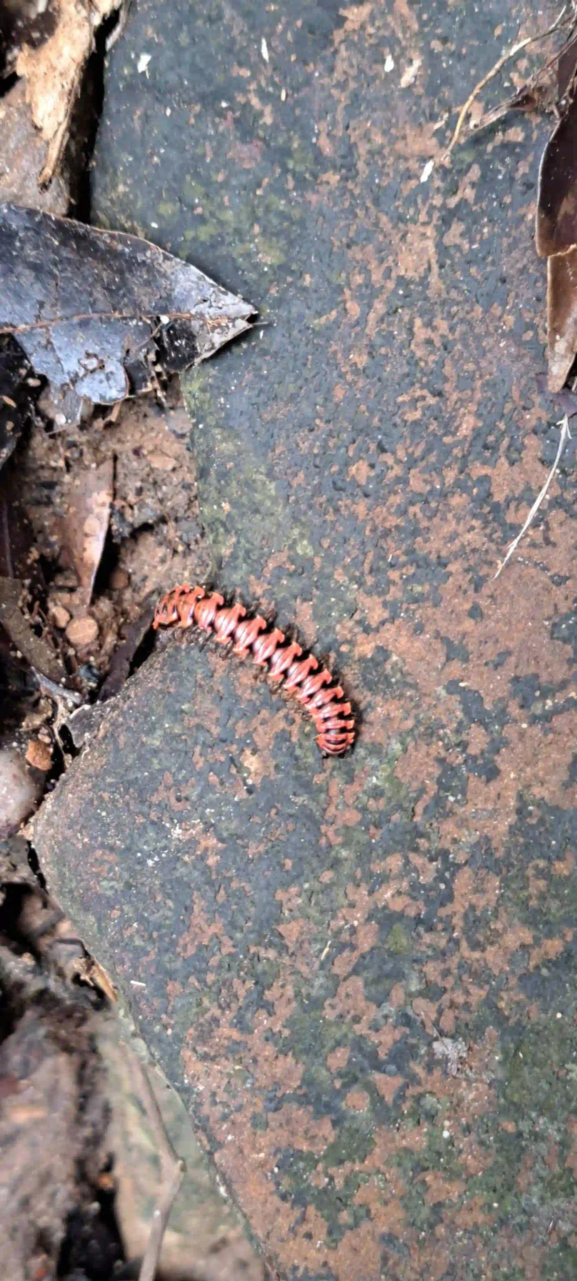 Inside Phu Quoc National Park trekking tour: Is it worth it? 36 Leeches Snakes and What Youll Actually See in phu quoc national park 3 scaled Vietadvisor