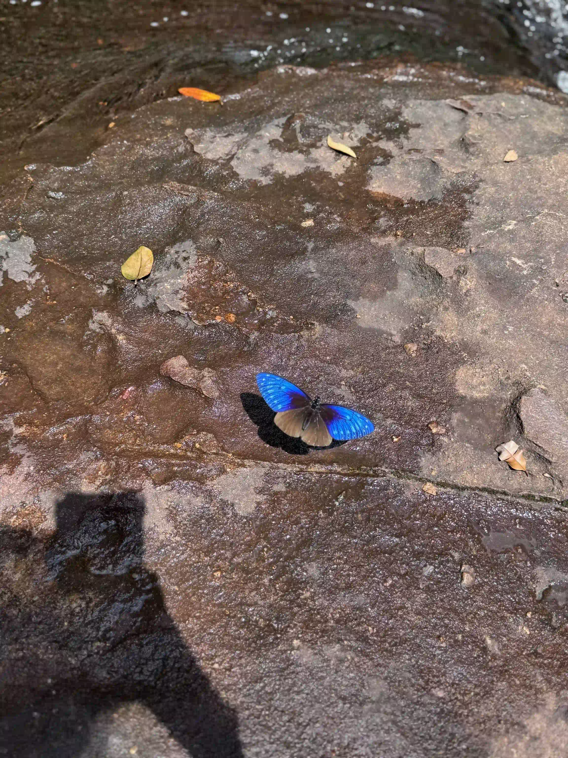Inside Phu Quoc National Park trekking tour: Is it worth it? 37 Leeches Snakes and What Youll Actually See in phu quoc national park 5 scaled Vietadvisor