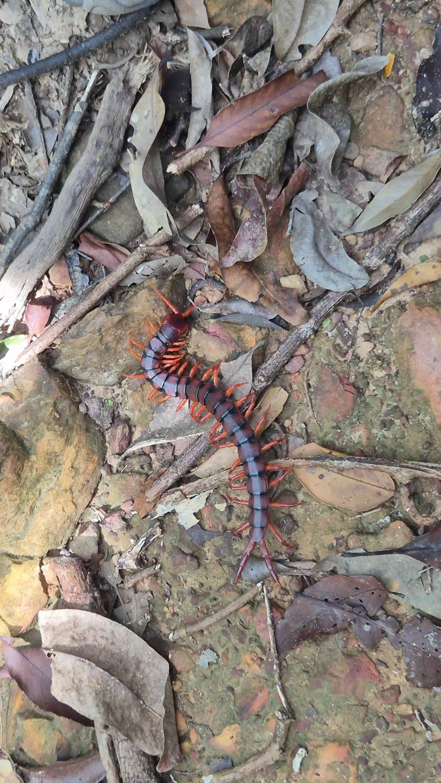 Inside Phu Quoc National Park trekking tour: Is it worth it? 34 Leeches Snakes and What Youll Actually See in phu quoc national park 6 scaled Vietadvisor