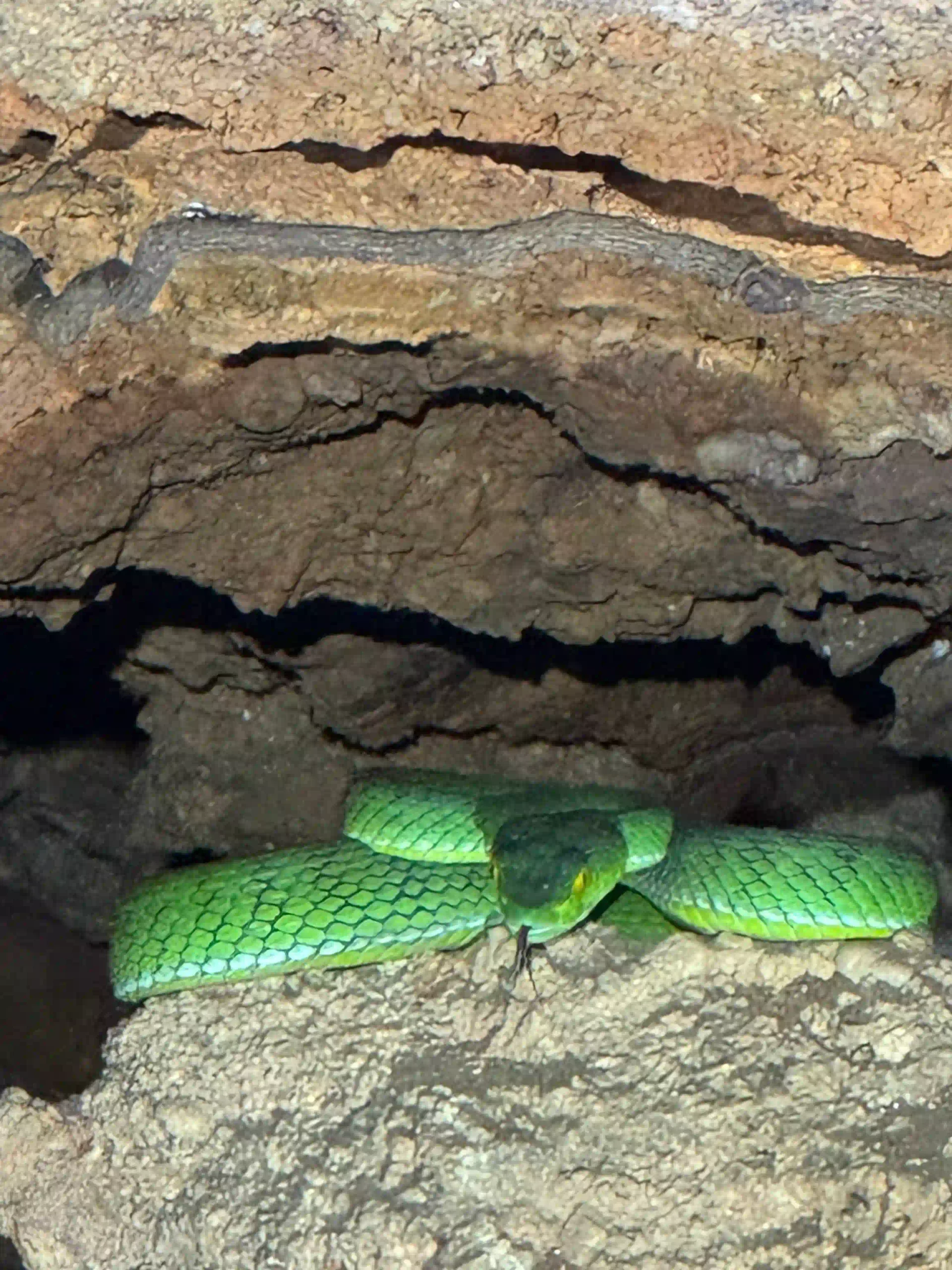 Inside Phu Quoc National Park trekking tour: Is it worth it? 33 Leeches Snakes and What Youll Actually See in phu quoc national park scaled Vietadvisor