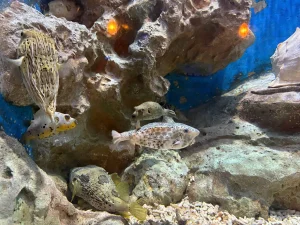 Neptune Palace Aquarium Is the Best Thing in the Park – vinwonders 9