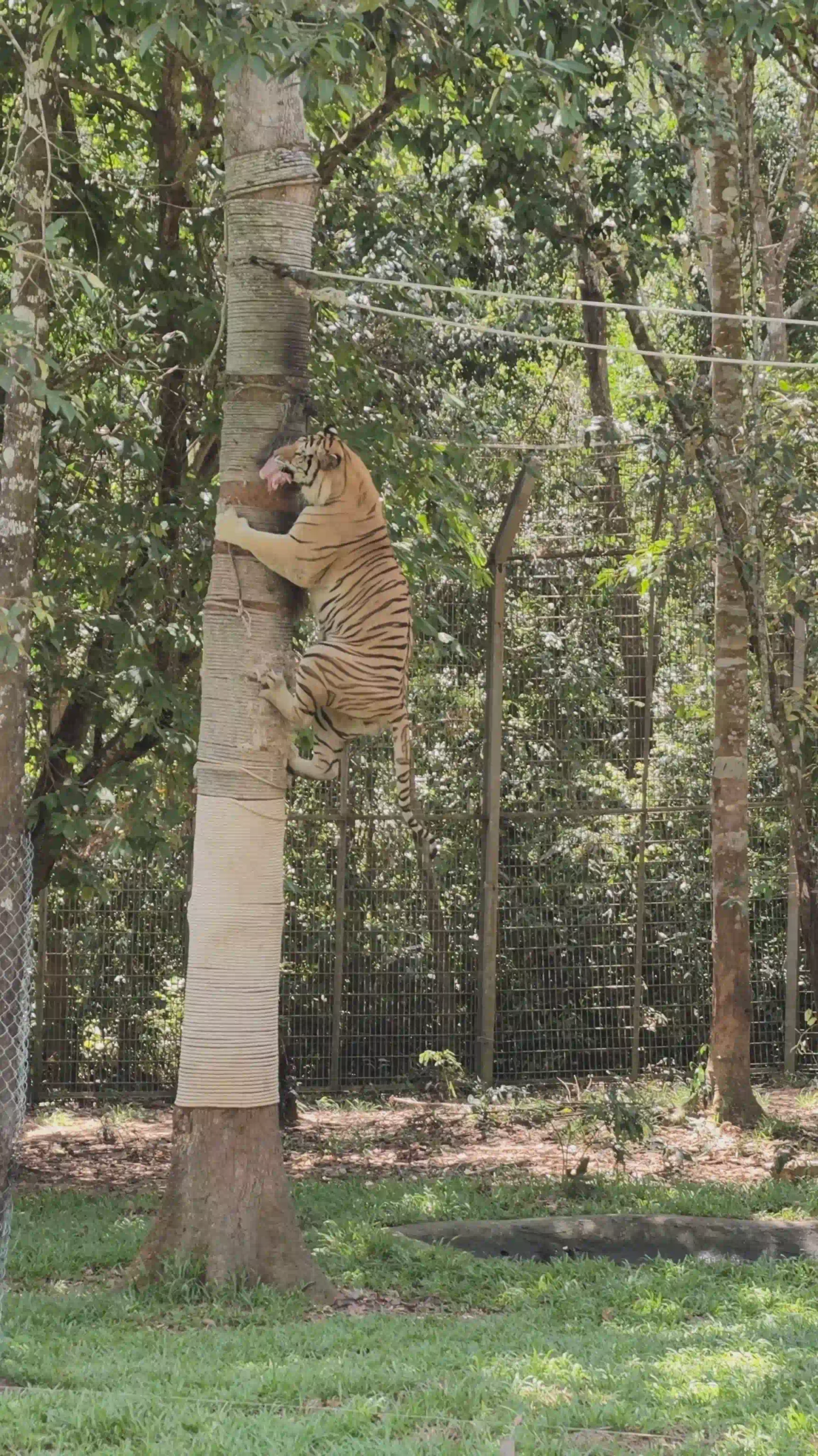 My complete Vinpearl Safari Phu Quoc reviews & cost guide 33 The Animal Welfare Question in Vinpearl Safari Phu Quoc Reviews 2 scaled Vietadvisor