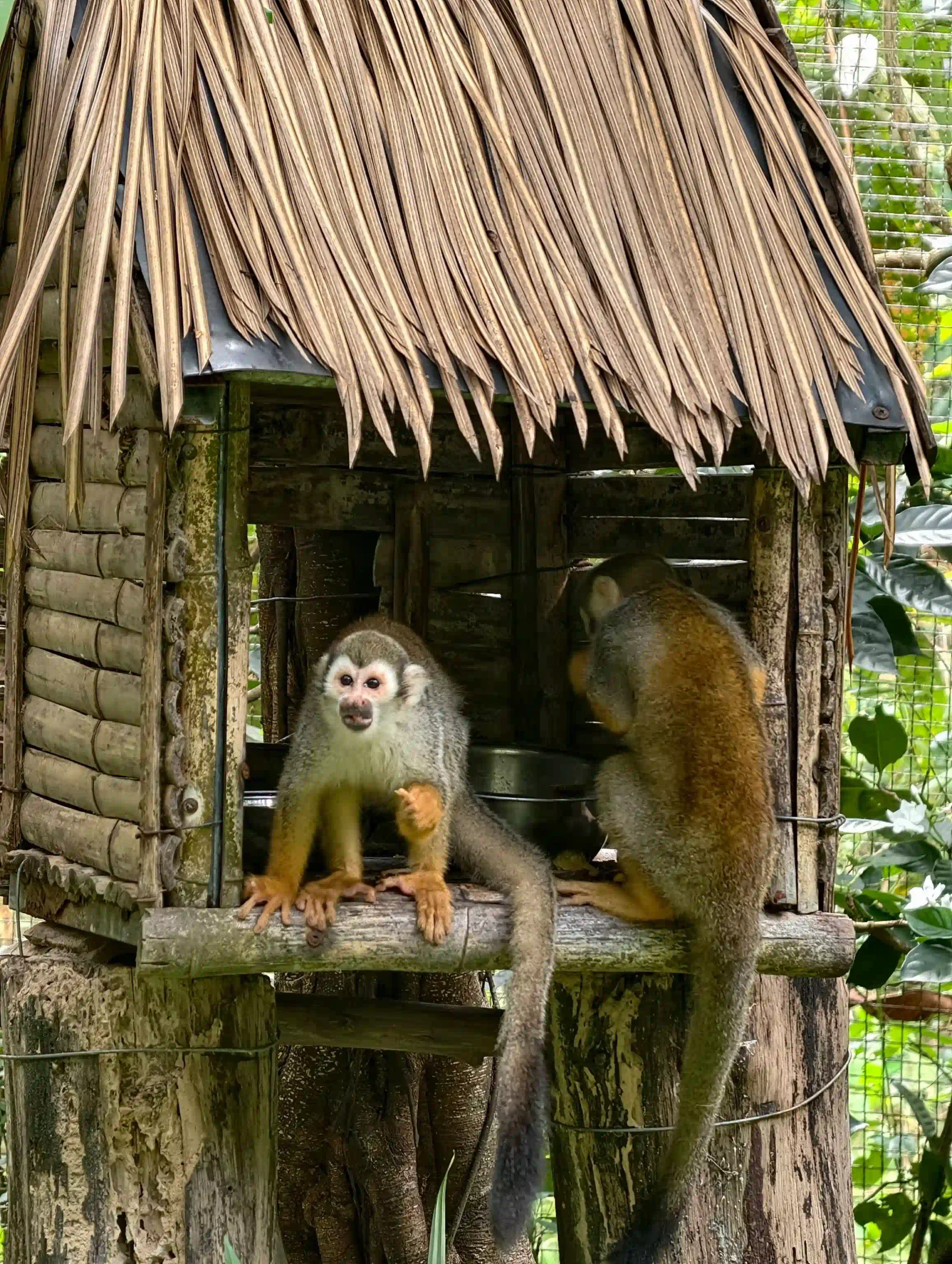 My complete Vinpearl Safari Phu Quoc reviews & cost guide 32 The Animal Welfare Question in Vinpearl Safari Phu Quoc Reviews 3 scaled Vietadvisor