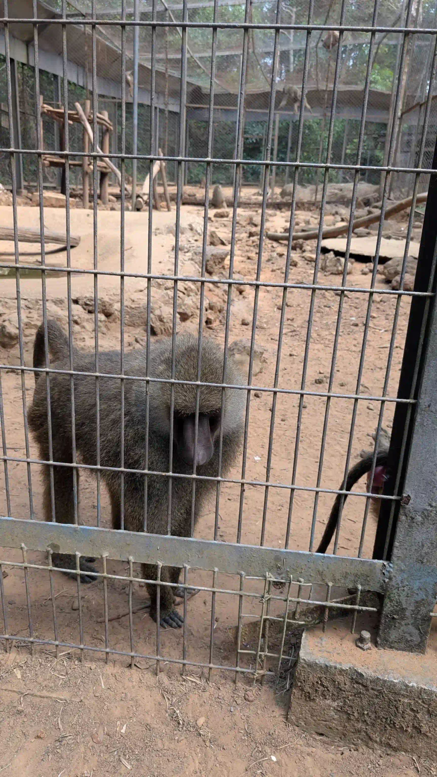 My complete Vinpearl Safari Phu Quoc reviews & cost guide 31 The Animal Welfare Question in Vinpearl Safari Phu Quoc Reviews 4 scaled Vietadvisor