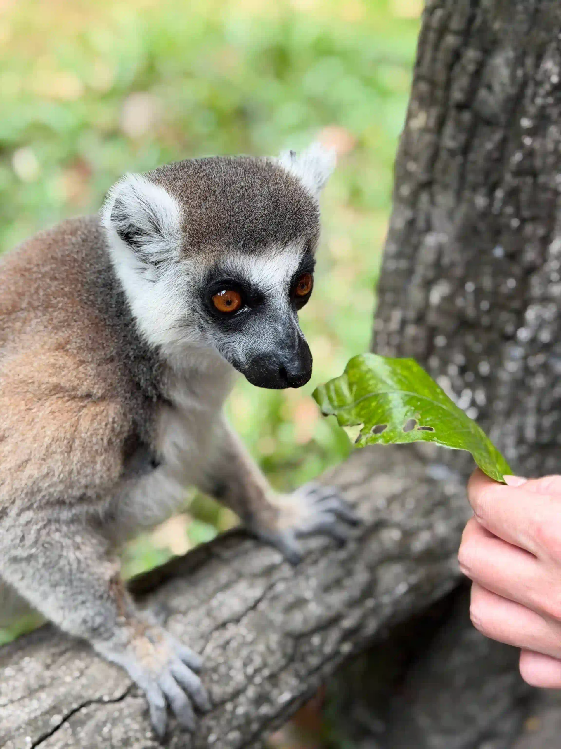 My complete Vinpearl Safari Phu Quoc reviews & cost guide 30 The Animal Welfare Question in Vinpearl Safari Phu Quoc Reviews 5 scaled Vietadvisor