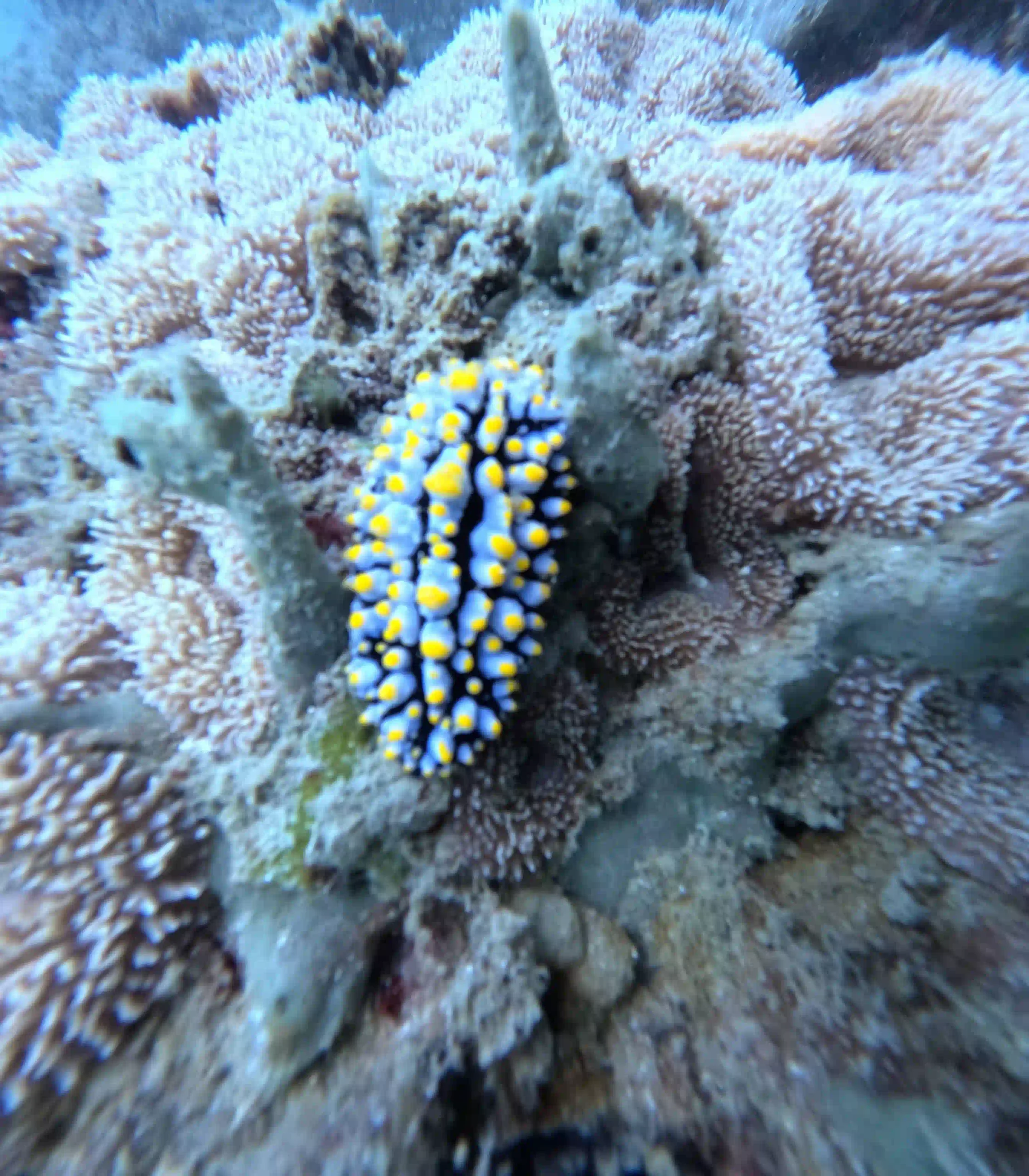 VIP Phu Quoc snorkeling tour review by an expat (4-Islands) 31 The Coral Damage the Listings Dont Mention 2 scaled Vietadvisor