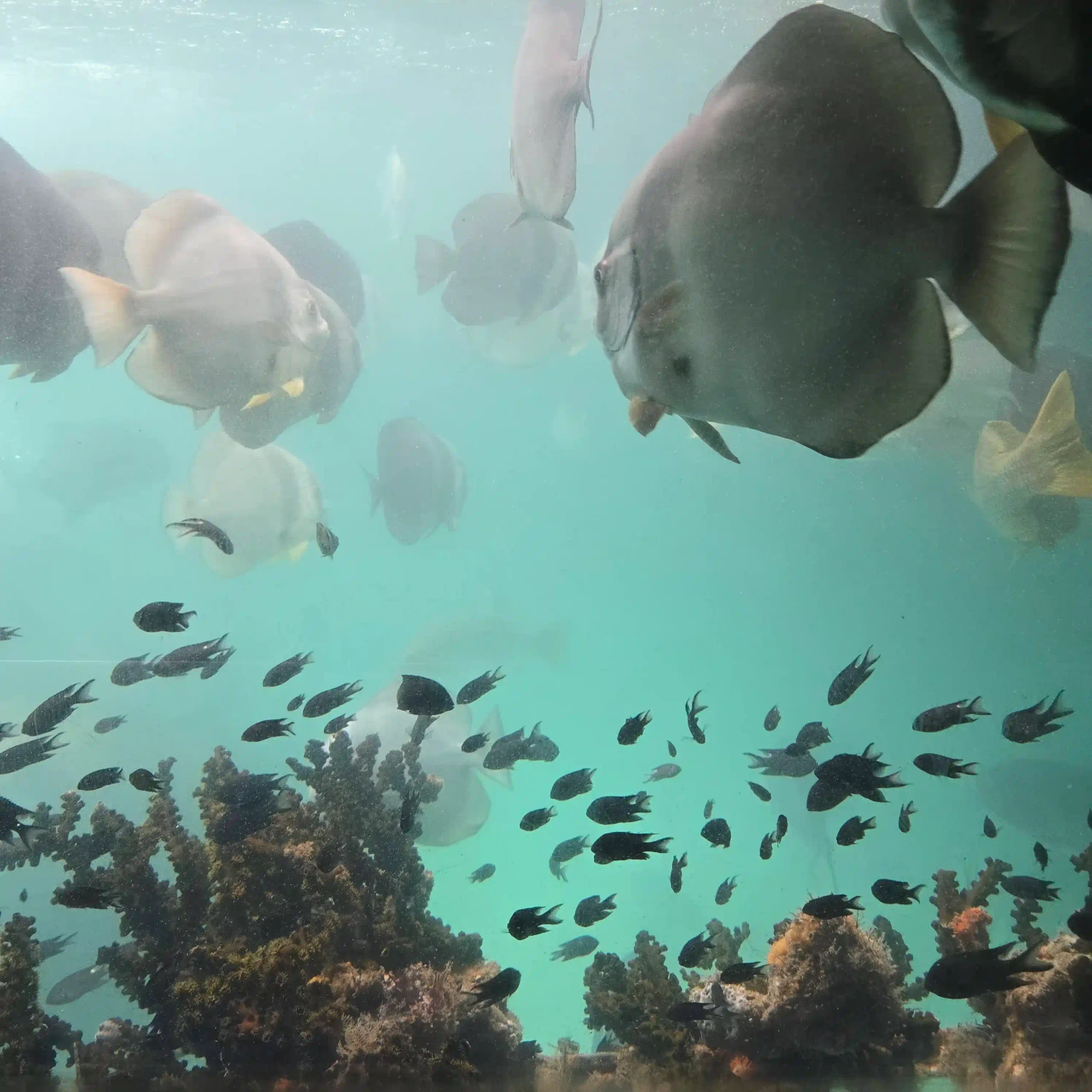 John's Tours Phu Quoc review: Is it really the best choice? 33 The Coral Damage the Listings Dont Mention 3 scaled Vietadvisor