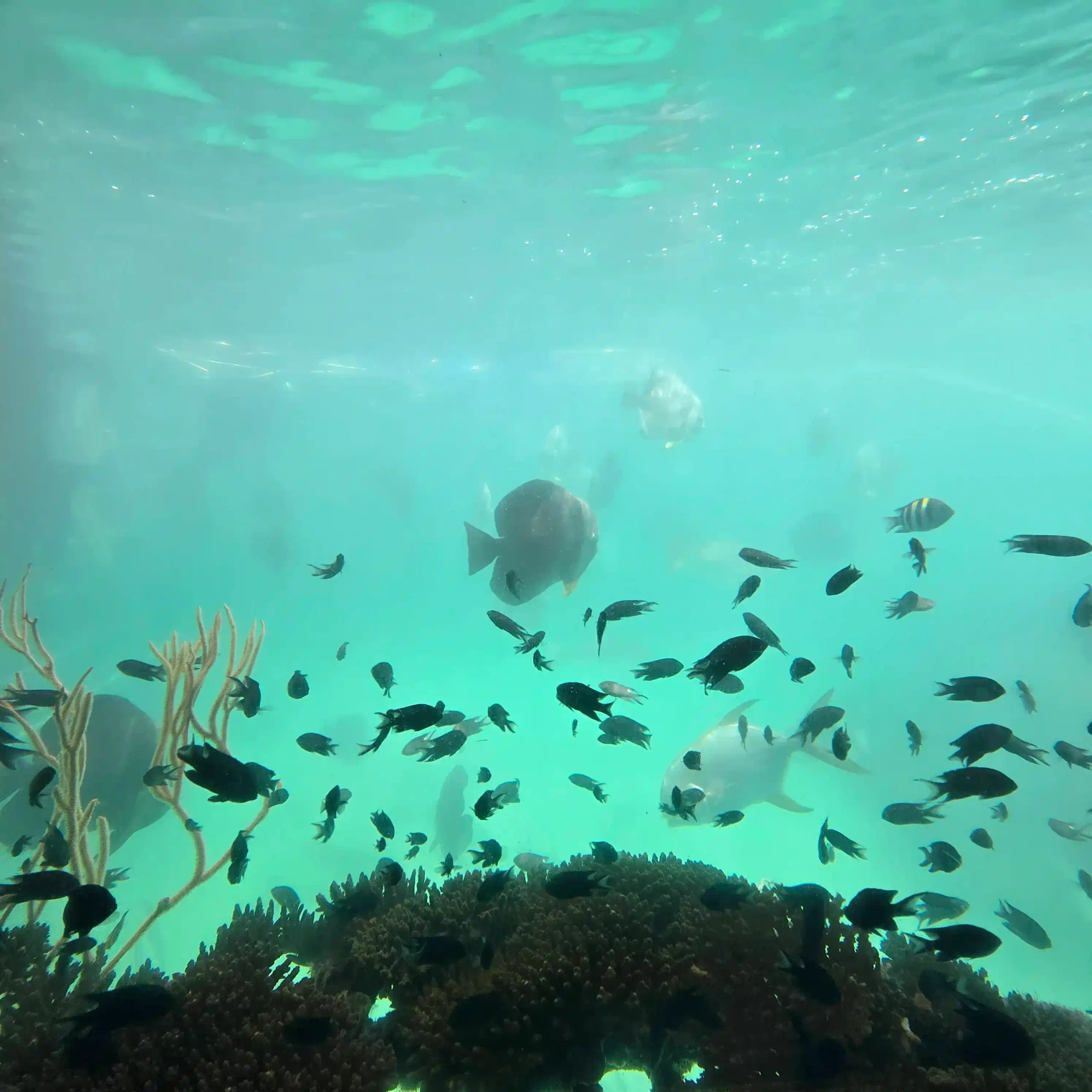 VIP Phu Quoc snorkeling tour review by an expat (4-Islands) 36 The Coral Damage the Listings Dont Mention 4 scaled Vietadvisor