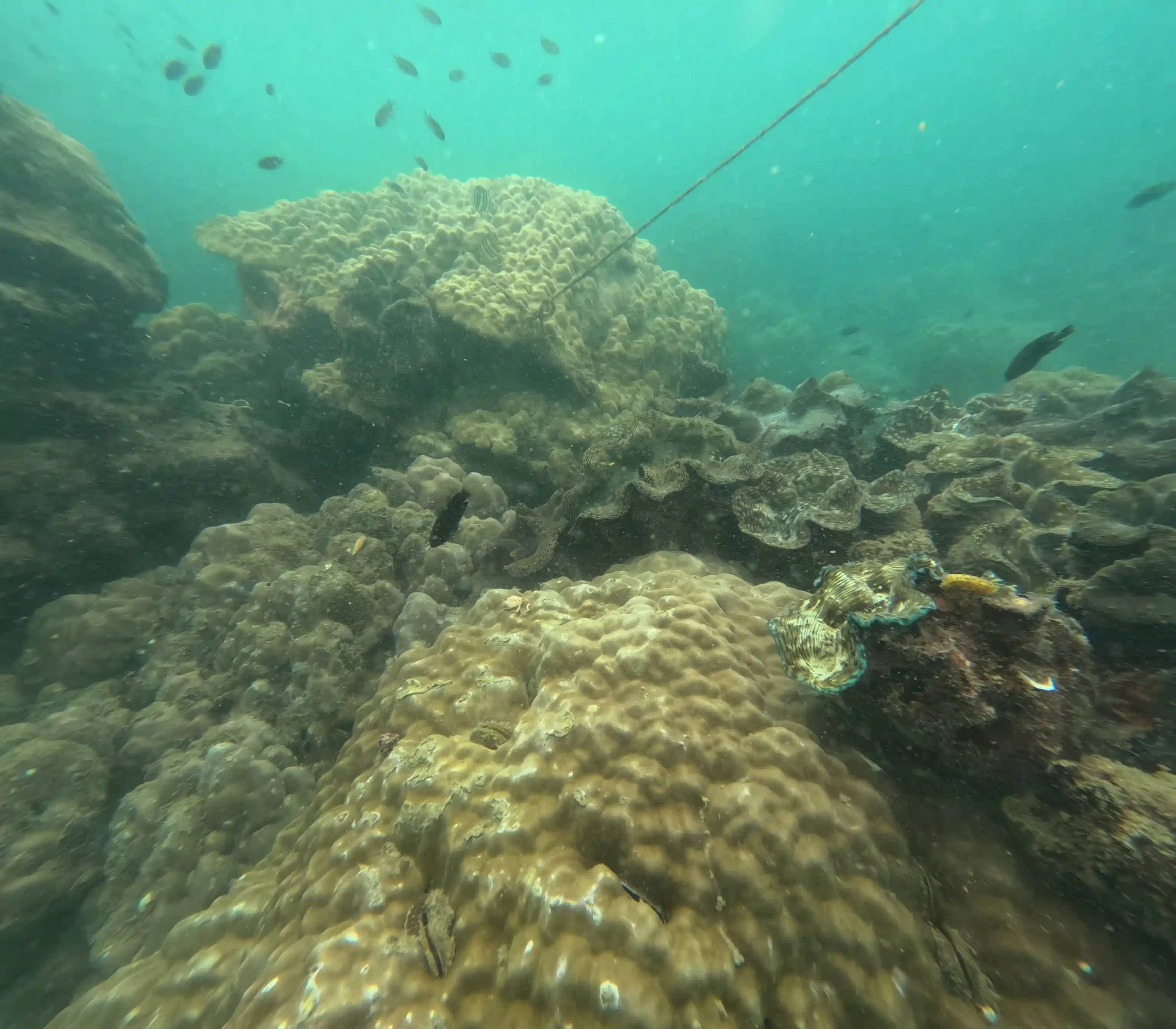 VIP Phu Quoc snorkeling tour review by an expat (4-Islands) 35 The Coral Damage the Listings Dont Mention 5 scaled Vietadvisor