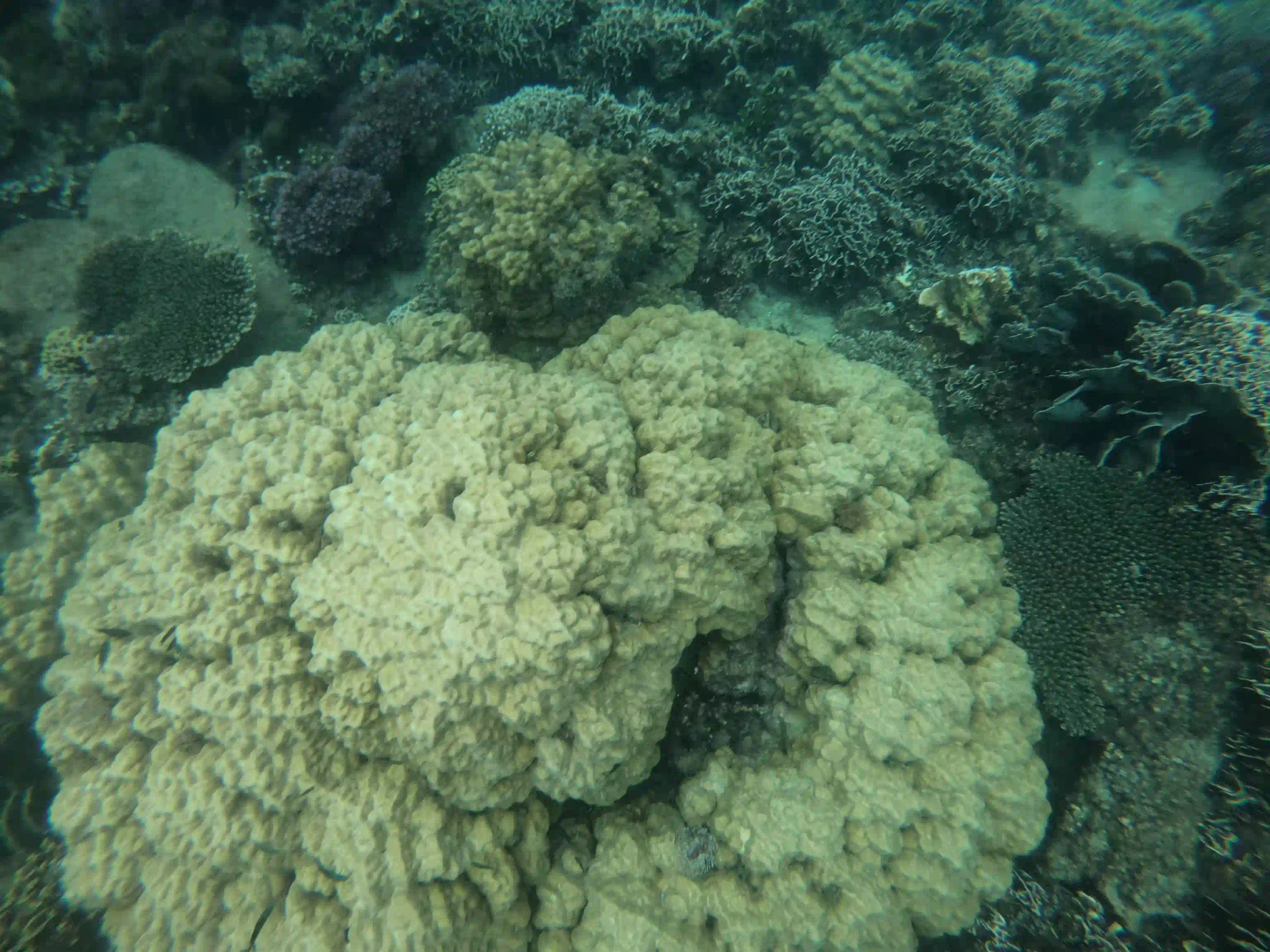 VIP Phu Quoc snorkeling tour review by an expat (4-Islands) 33 The Coral Damage the Listings Dont Mention 6 scaled Vietadvisor