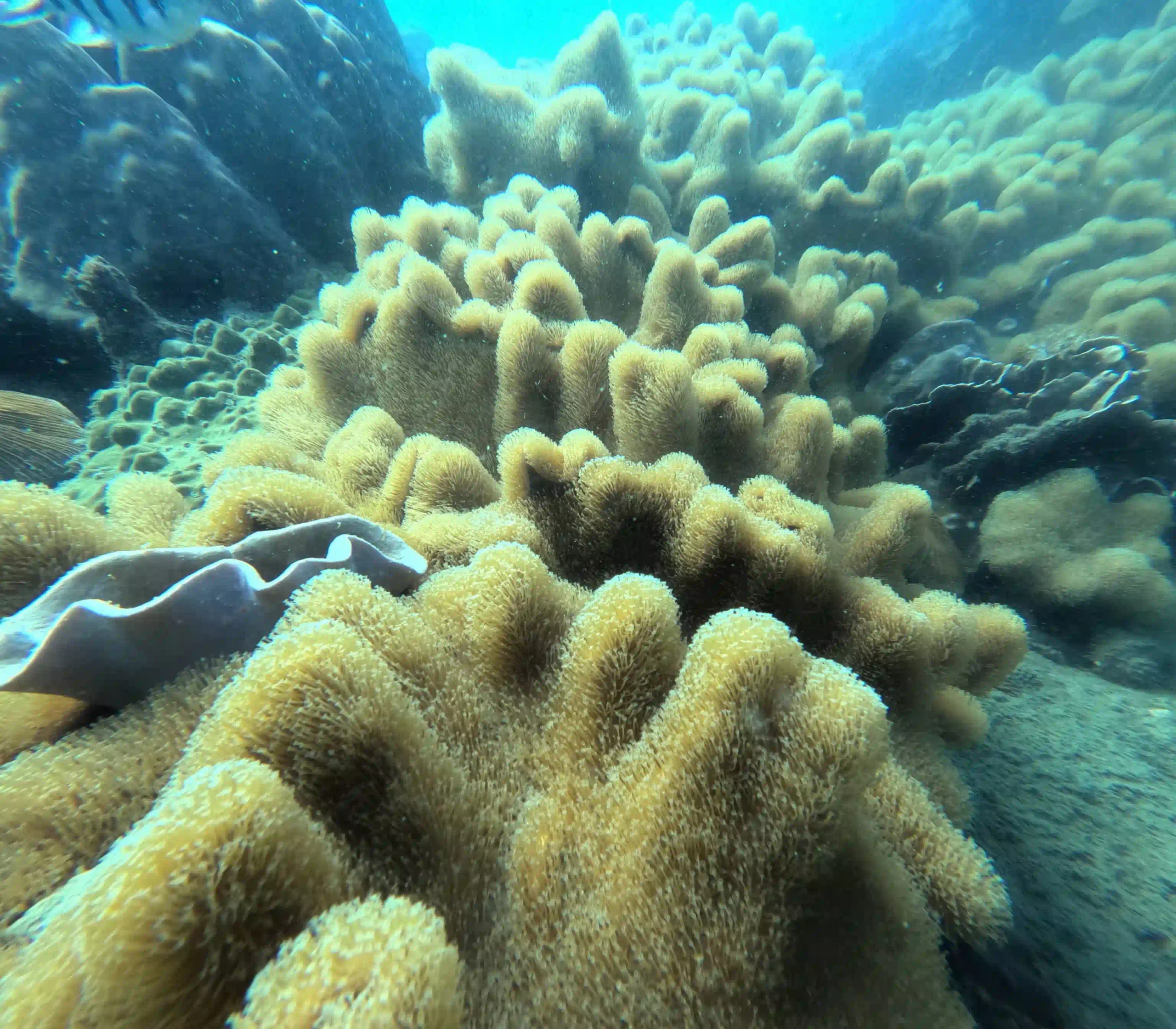 VIP Phu Quoc snorkeling tour review by an expat (4-Islands) 34 The Coral Damage the Listings Dont Mention 7 1 scaled Vietadvisor