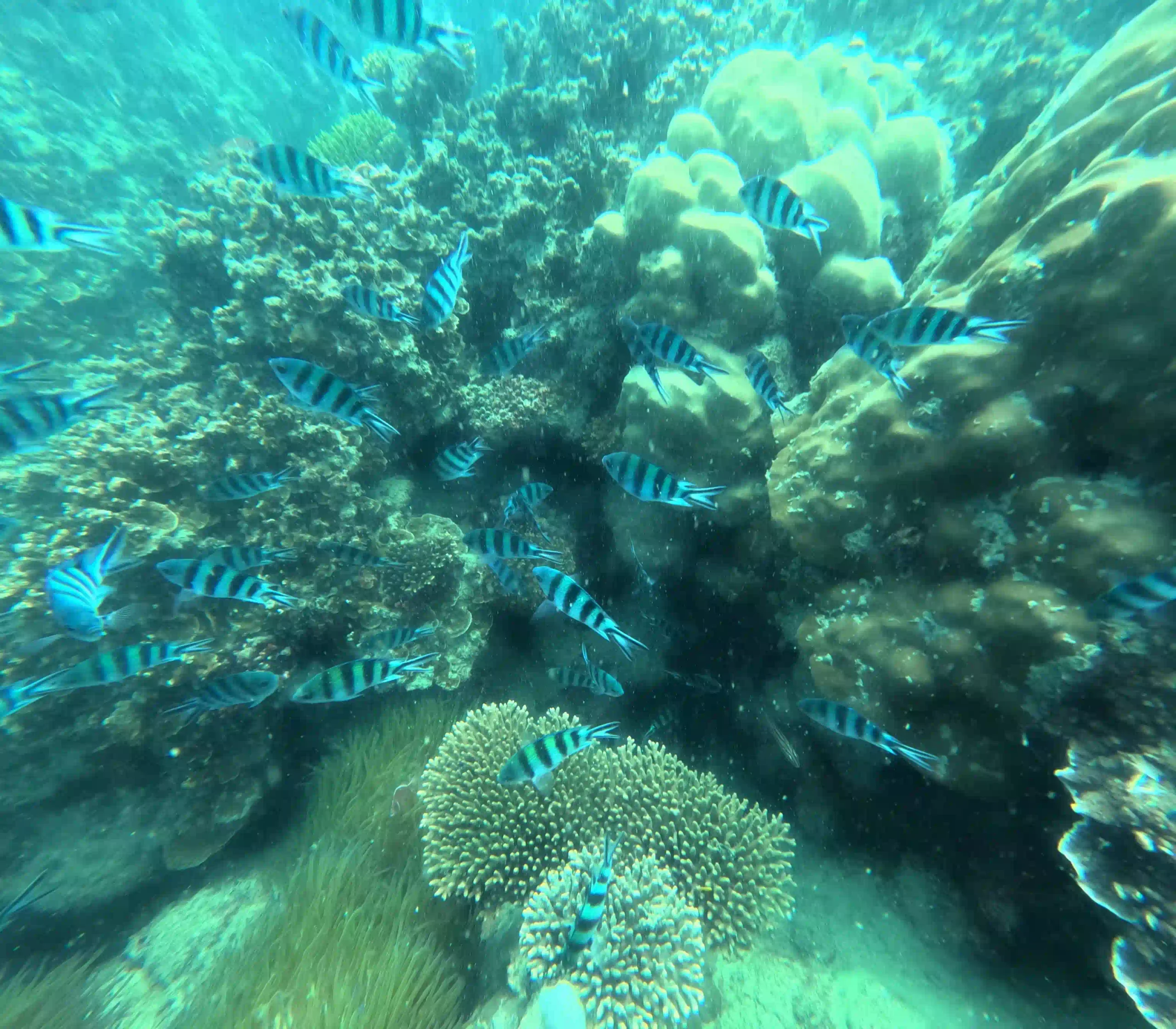 VIP Phu Quoc snorkeling tour review by an expat (4-Islands) 32 The Coral Damage the Listings Dont Mention 8 scaled Vietadvisor