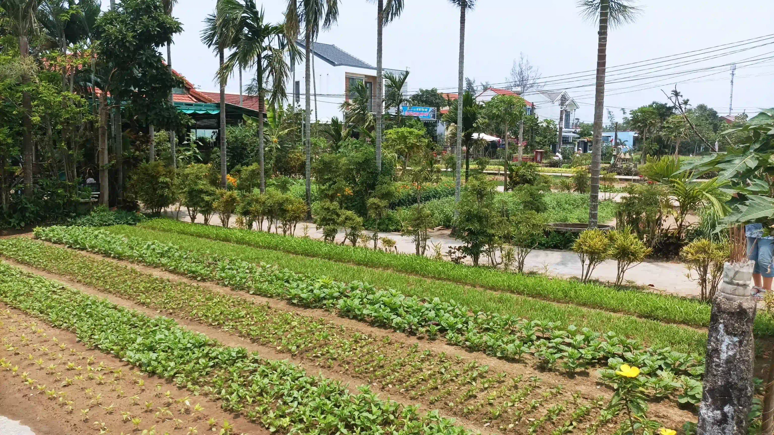 The Fifth Option The Countryside Cam Thanh Tra Que 4 scaled Vietadvisor