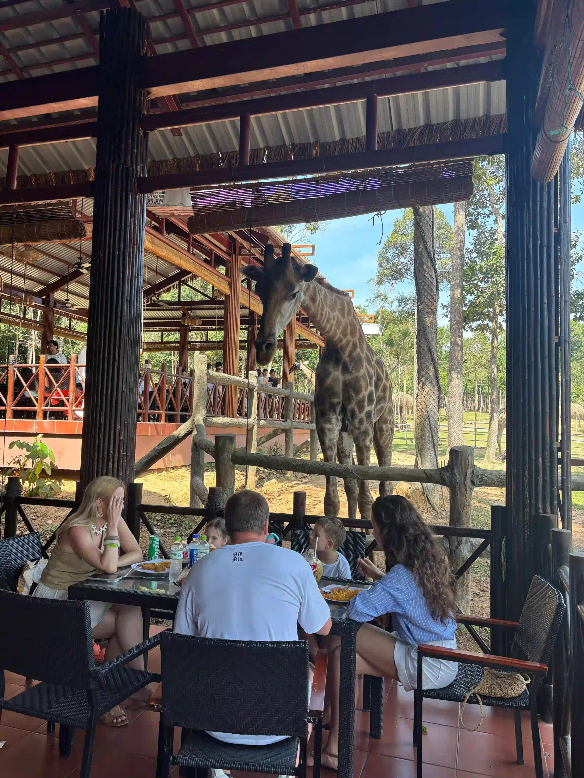 My complete Vinpearl Safari Phu Quoc reviews & cost guide 22 The Giraffe Restaurant vinpearl safari 6 scaled Vietadvisor